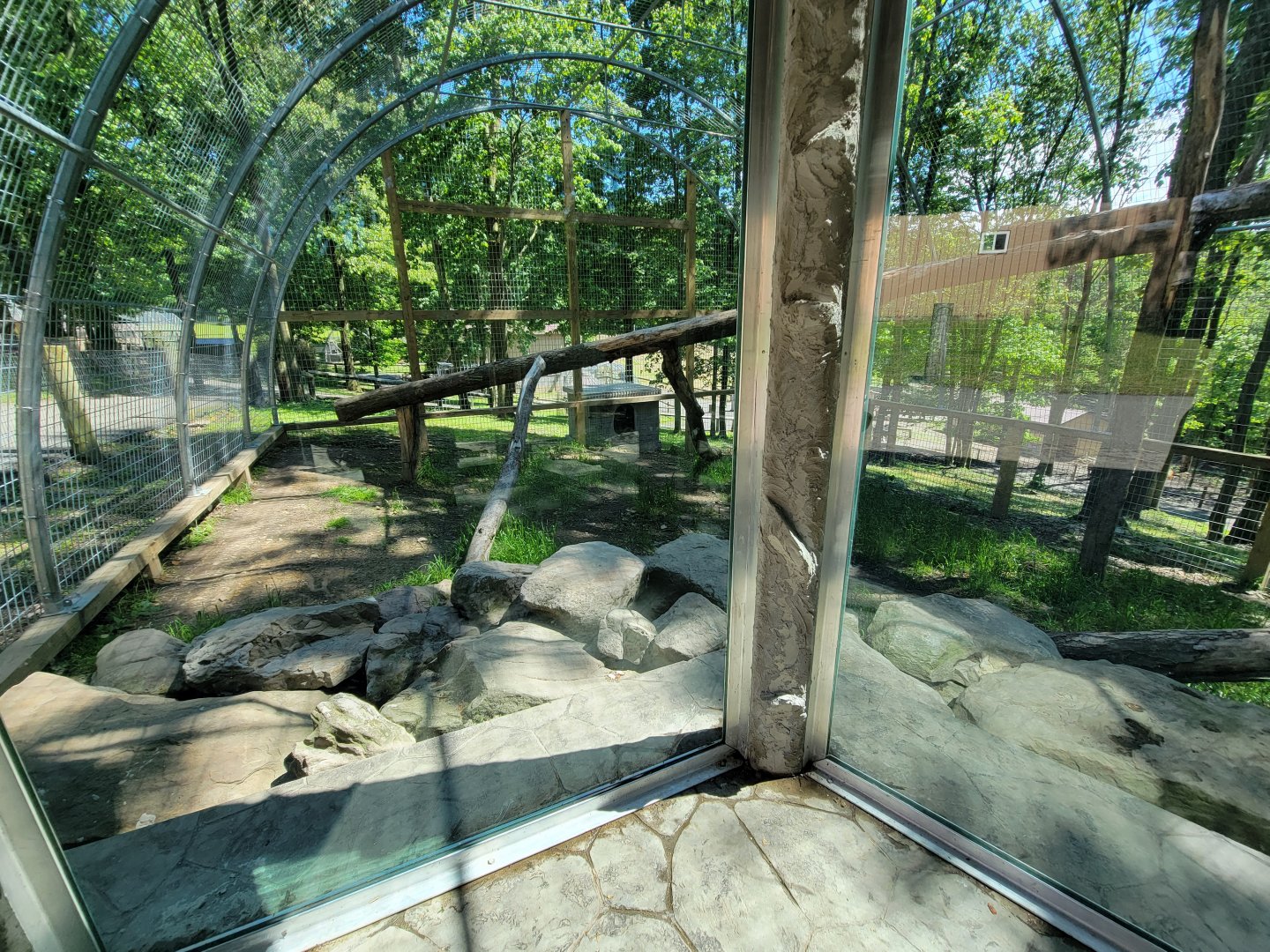 Hovatter's - Mountain lion