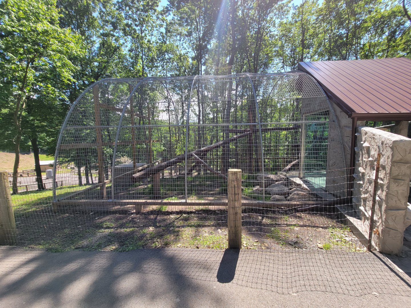 Hovatter's - Mountain lion