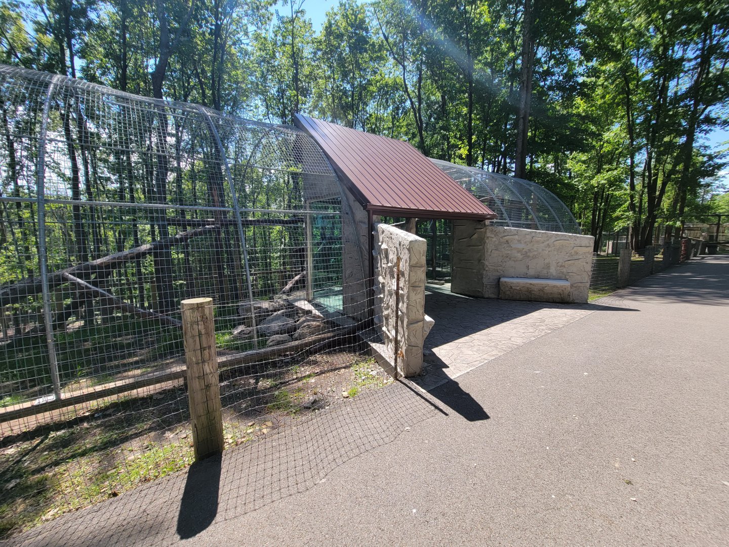 Hovatter's - Mountain lion