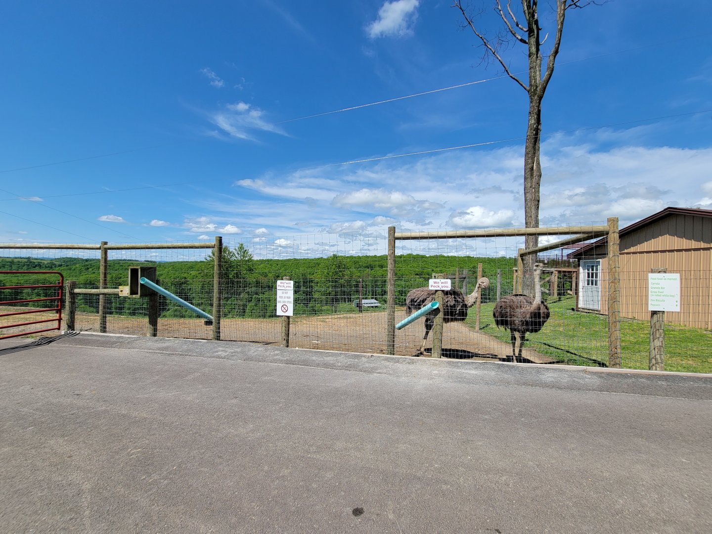 Hovatter's - Ostriches