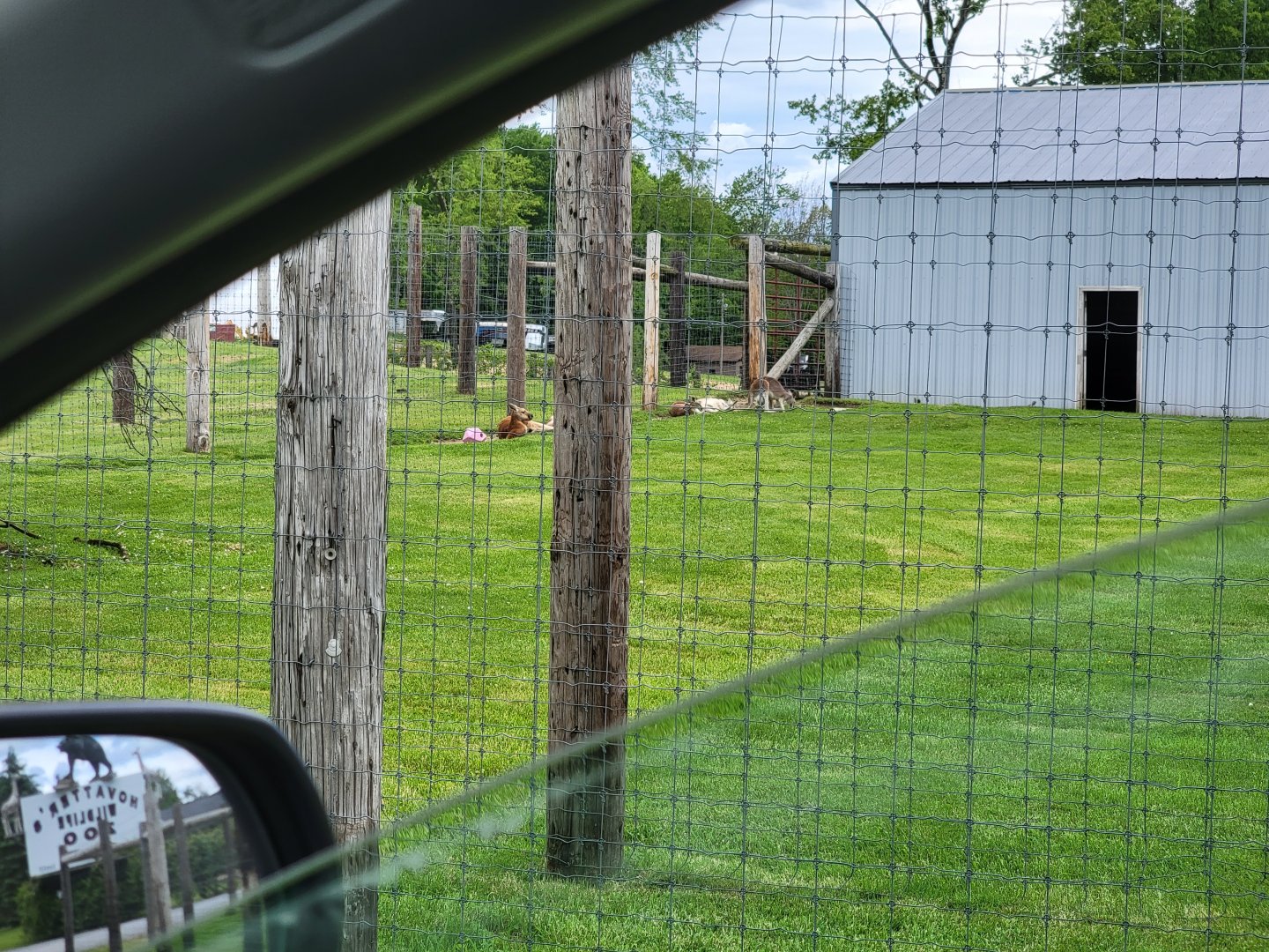 Hovatter's - Red kangaroos visible from side of main road, not in zoo