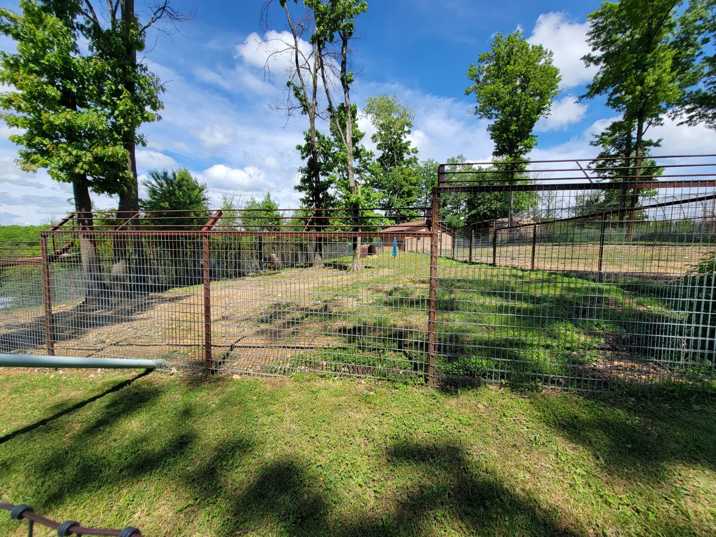 Hovatter's - Reeve's muntjac