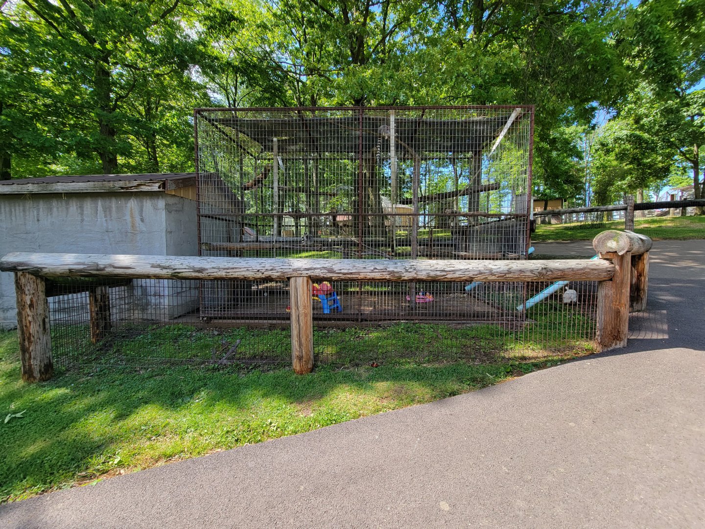 Hovatter's - Ring-tailed lemurs