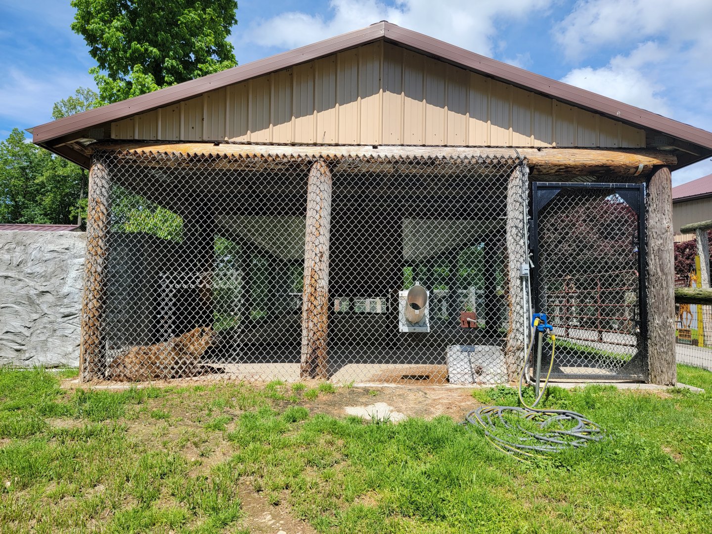 Hovatter's - Spotted hyenas