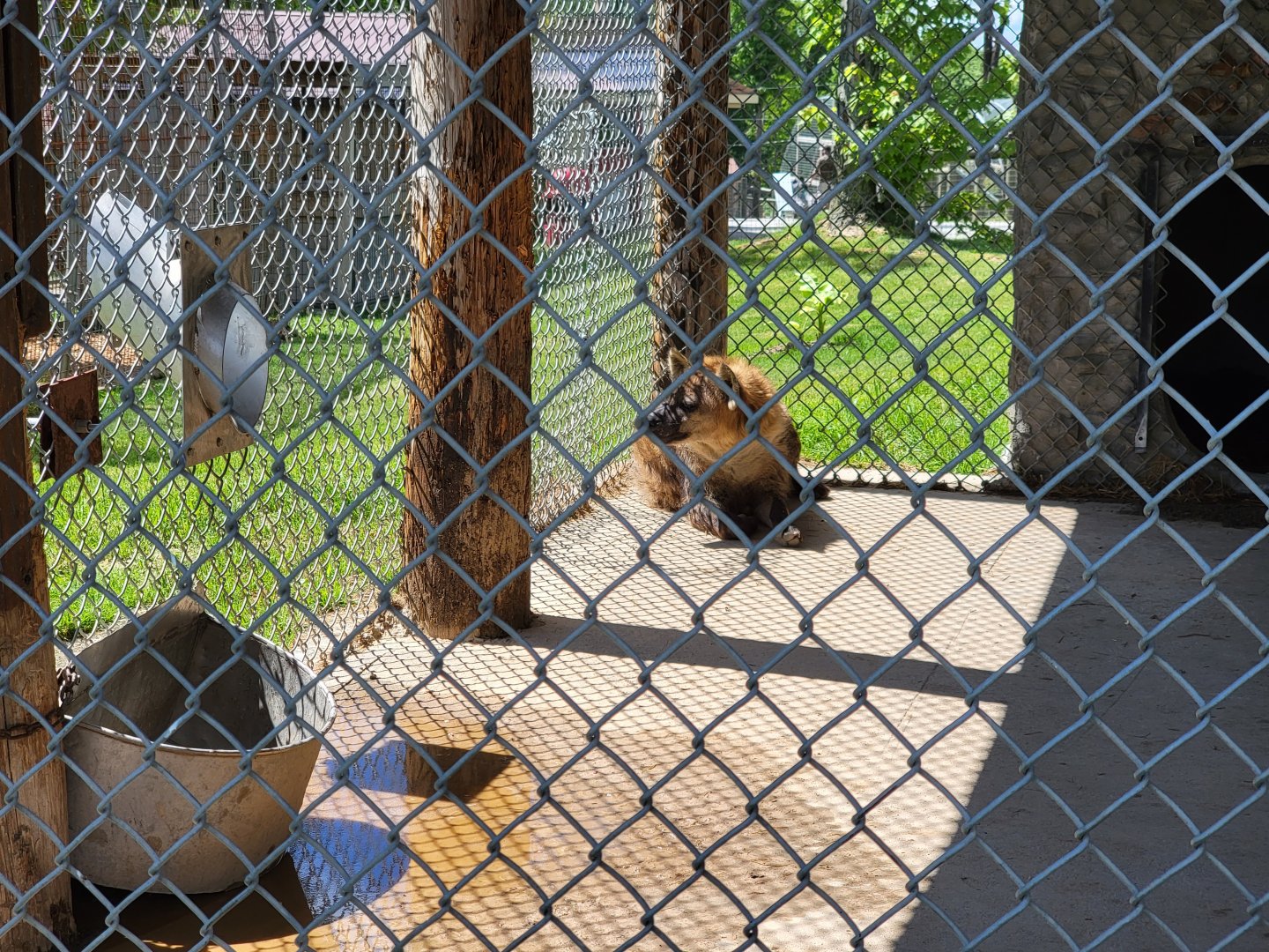 Hovatter's - Spotted hyenas
