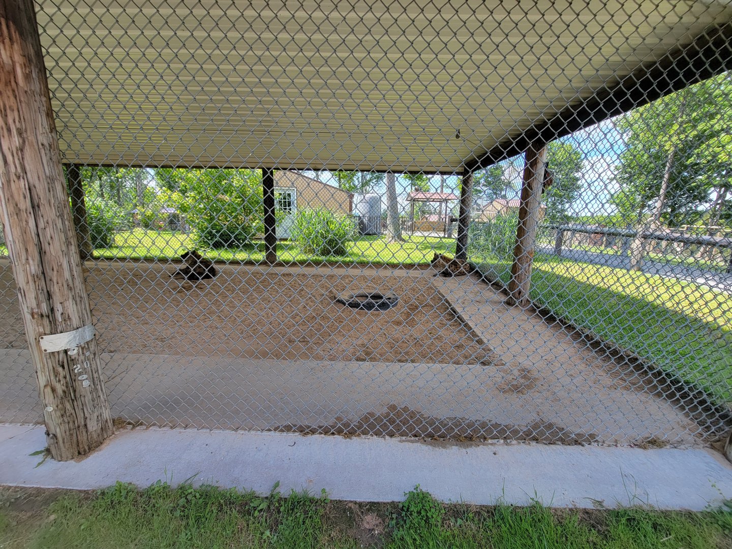 Hovatter's - Spotted hyenas