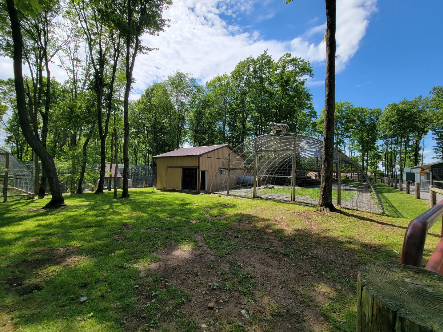 Hovatter's - Tiger (white)