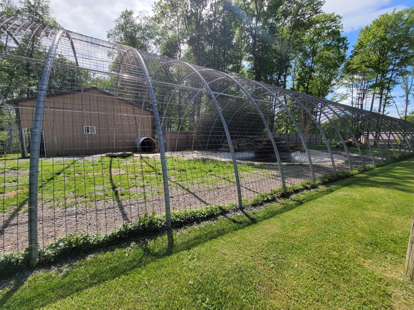 Hovatter's - Tiger (white)