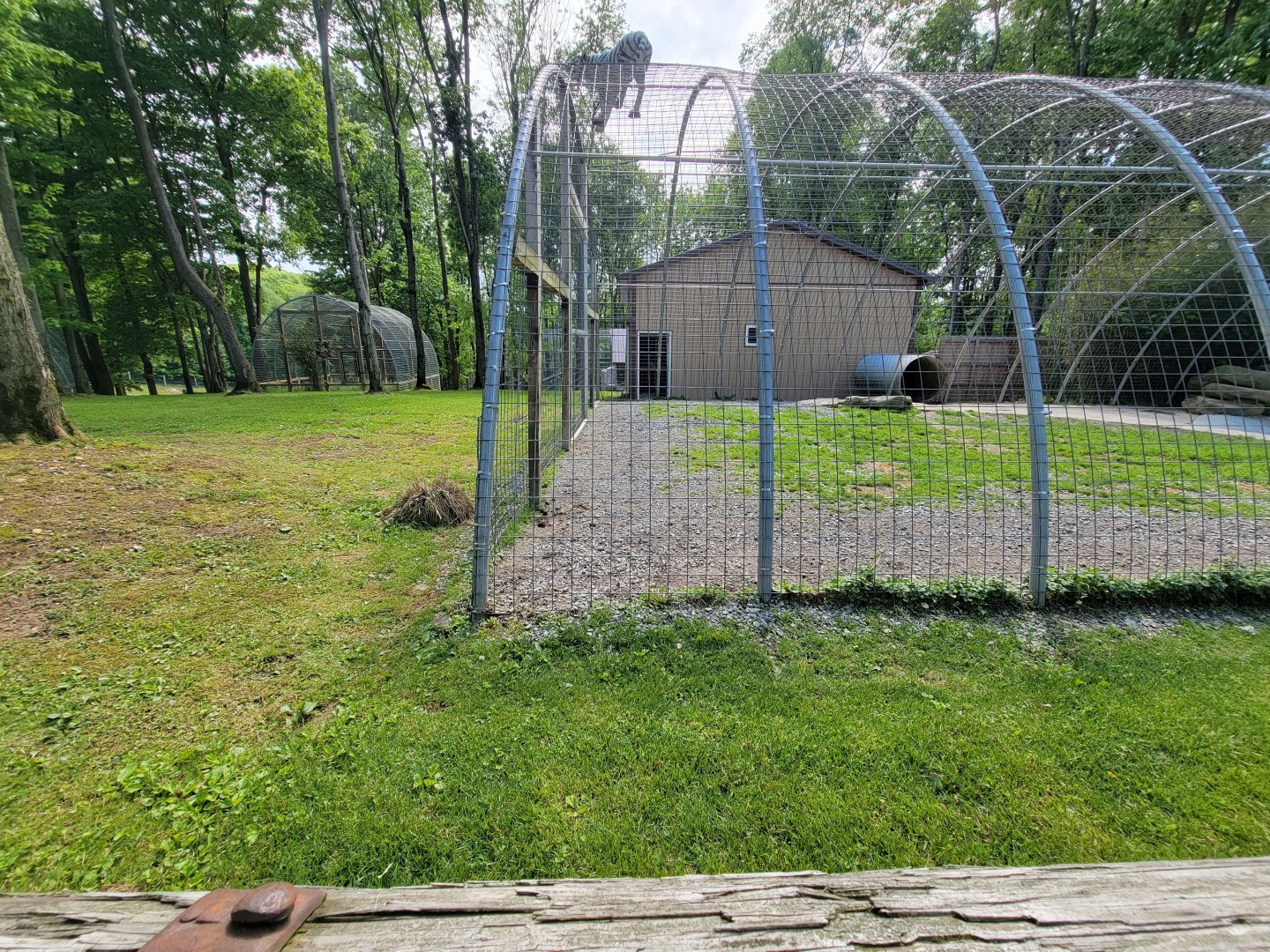 Hovatter's - Tiger (white)