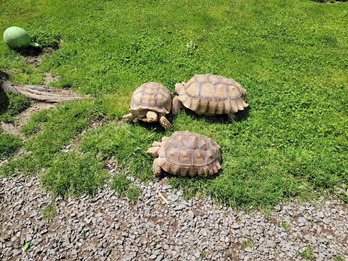 Hovatter's - Tortoises