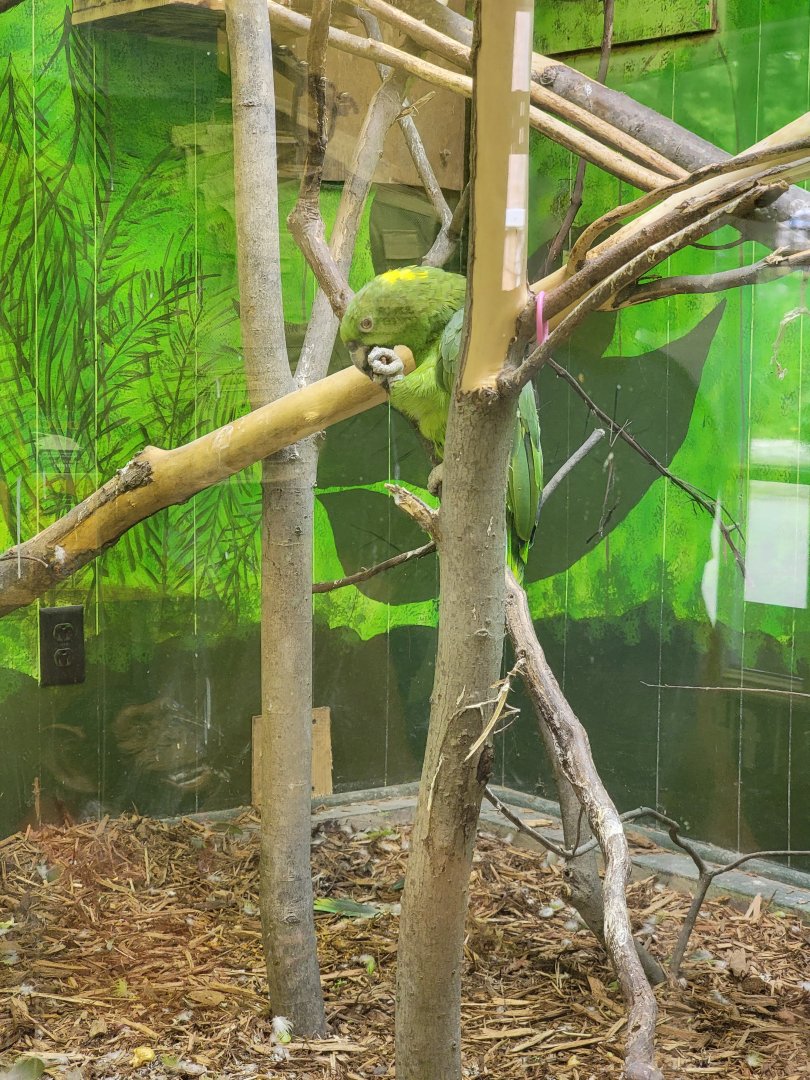 Hovatter's - Unsigned amazons