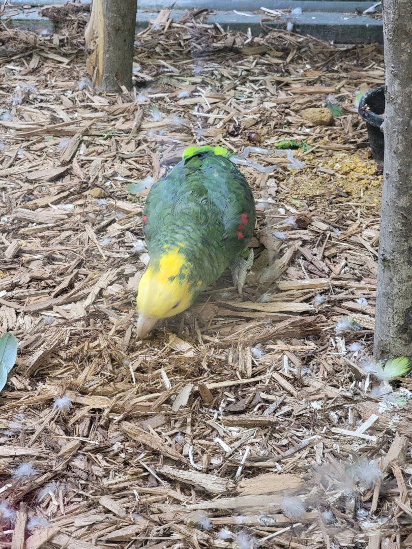 Hovatter's - Unsigned amazons