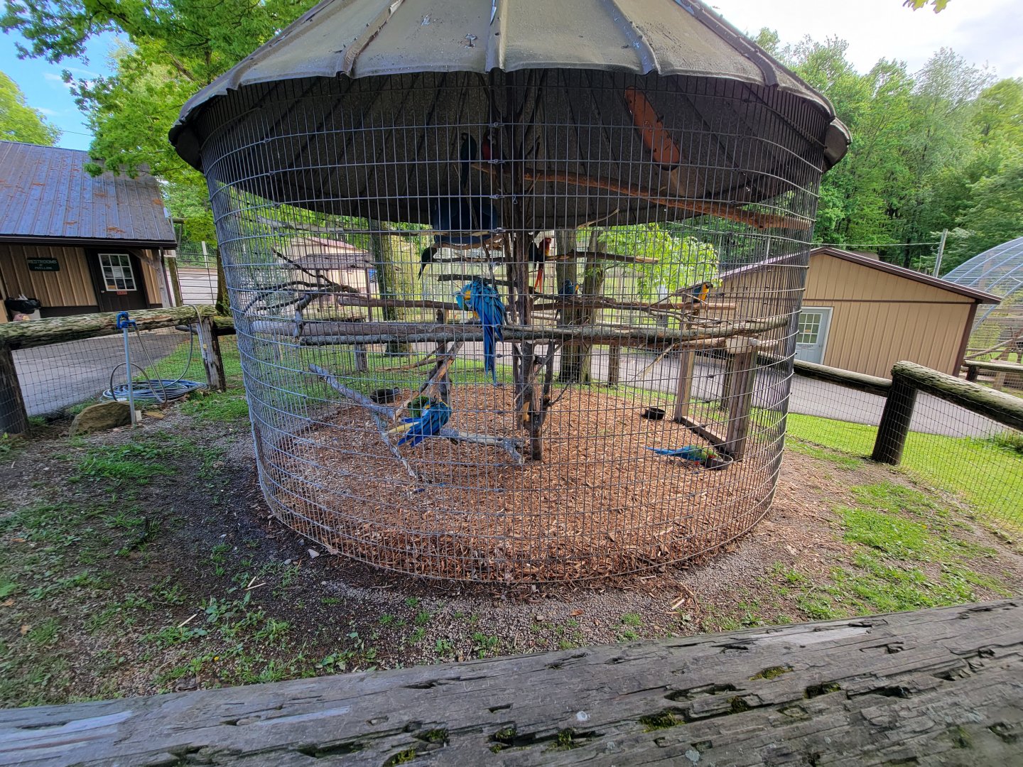 Hovatter's - Various macaws