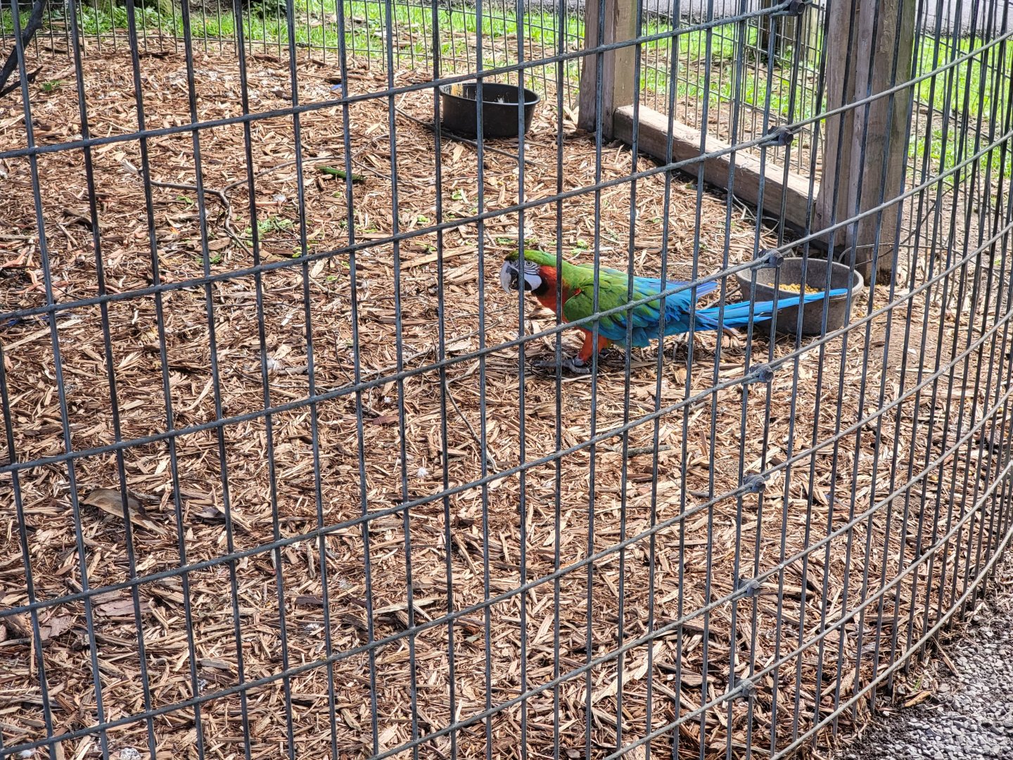 Hovatter's - Various macaws