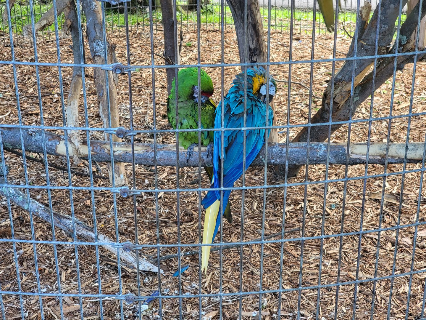 Hovatter's - Various macaws