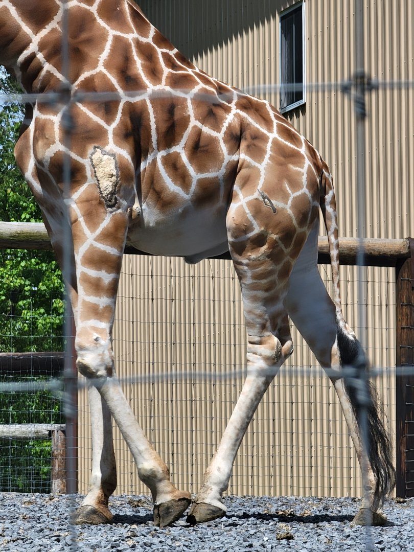 Hovatter's - Visible injuries