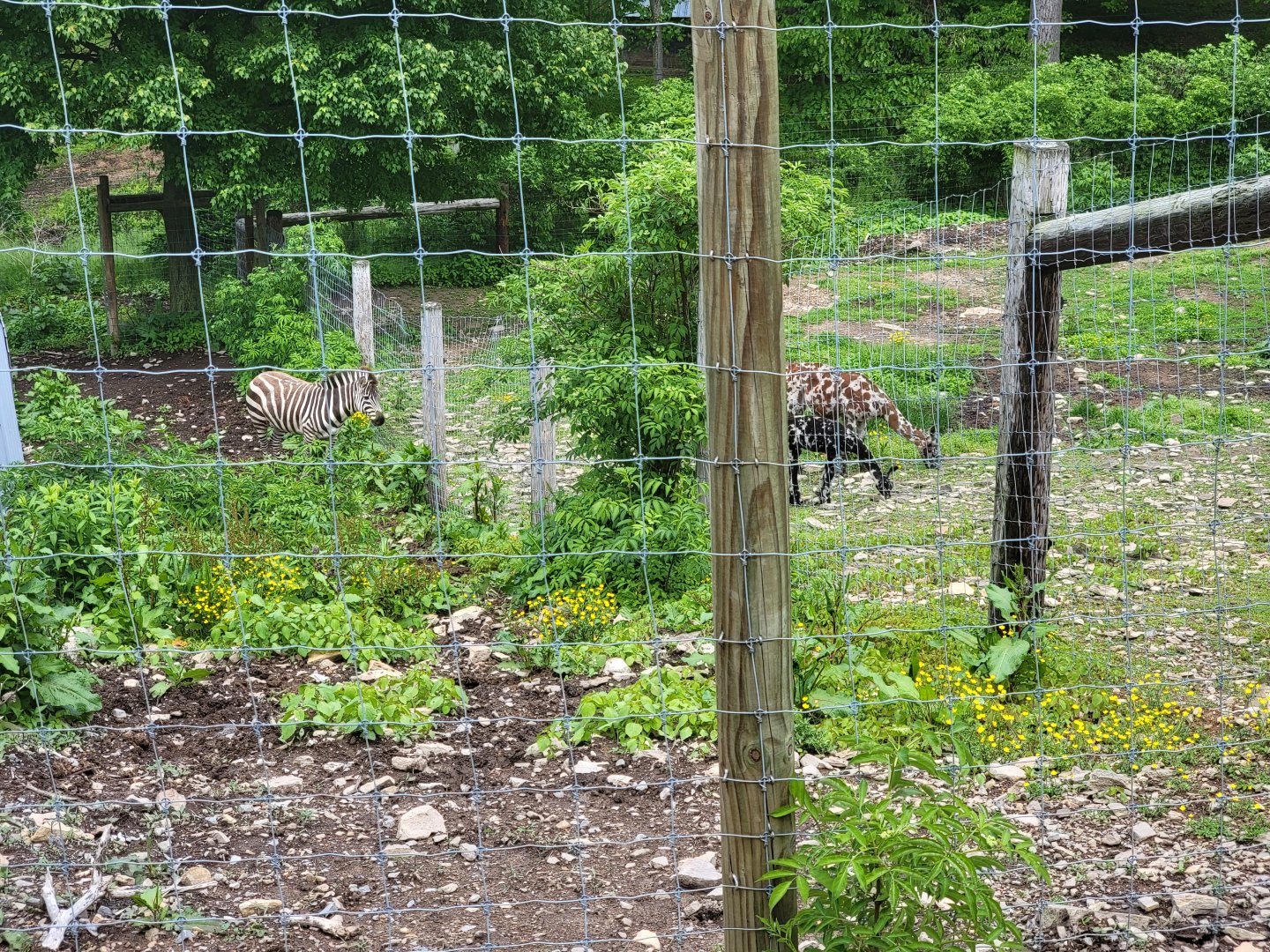 Hovatter's - Zebra, llamas in yard betewen zoo and main road, not in zoo