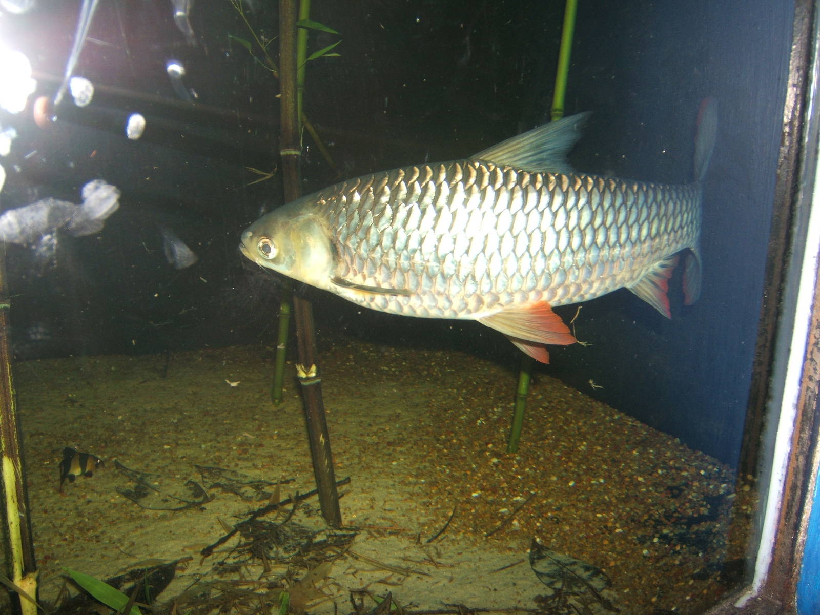 Hoven`s Carp (Leptobarbus hoevenii)