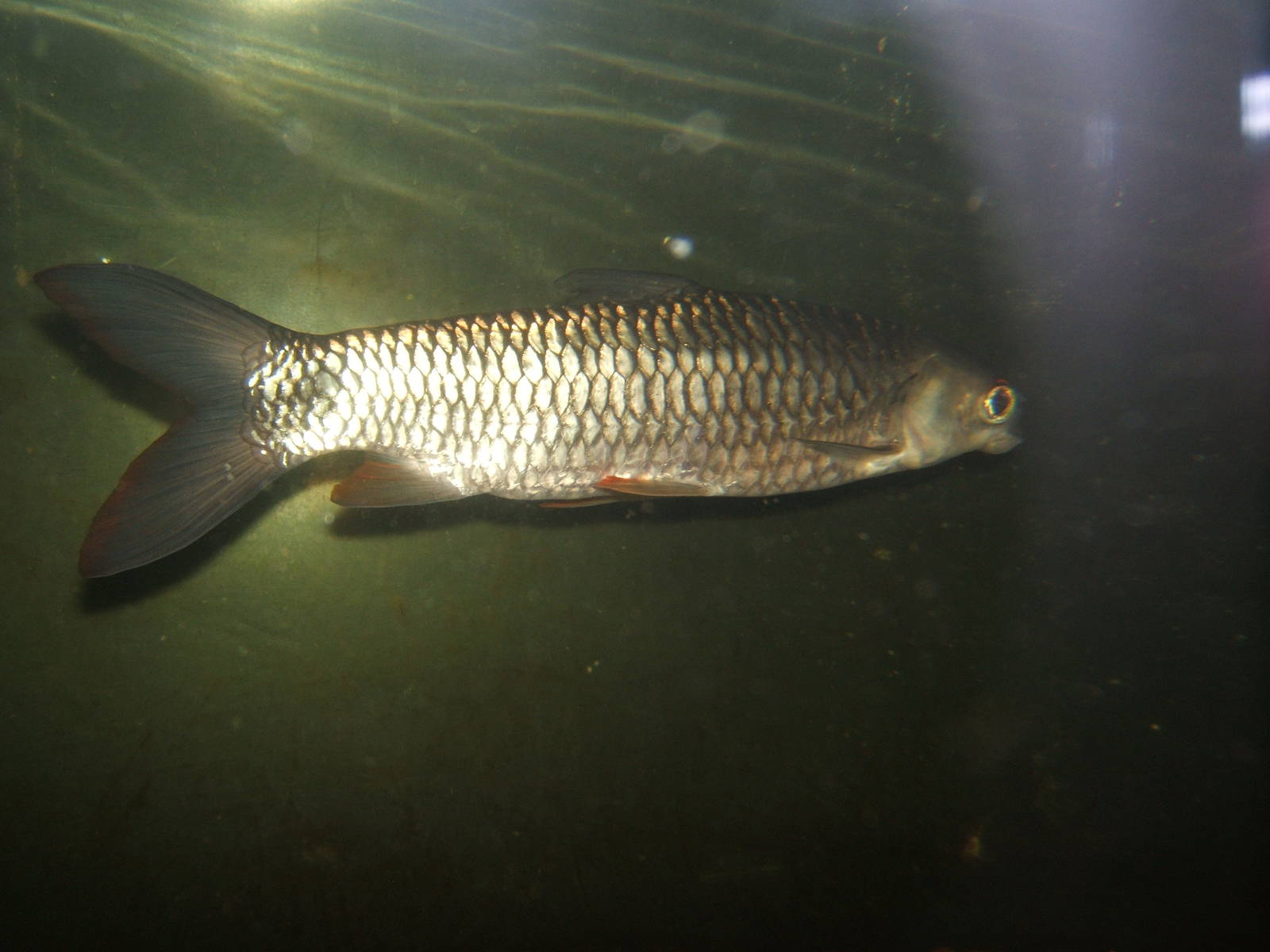 Hoven`s Carp (Leptobarbus hoevenii)