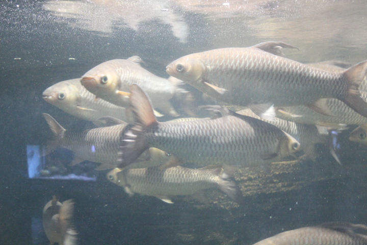 Hoven's carp (Leptobarbus hoevenii)