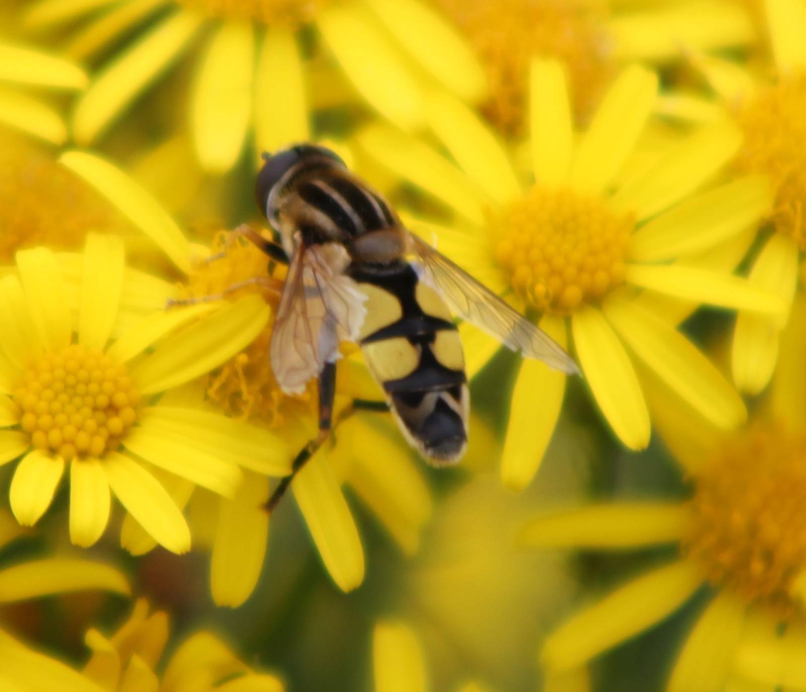 hover-fly species