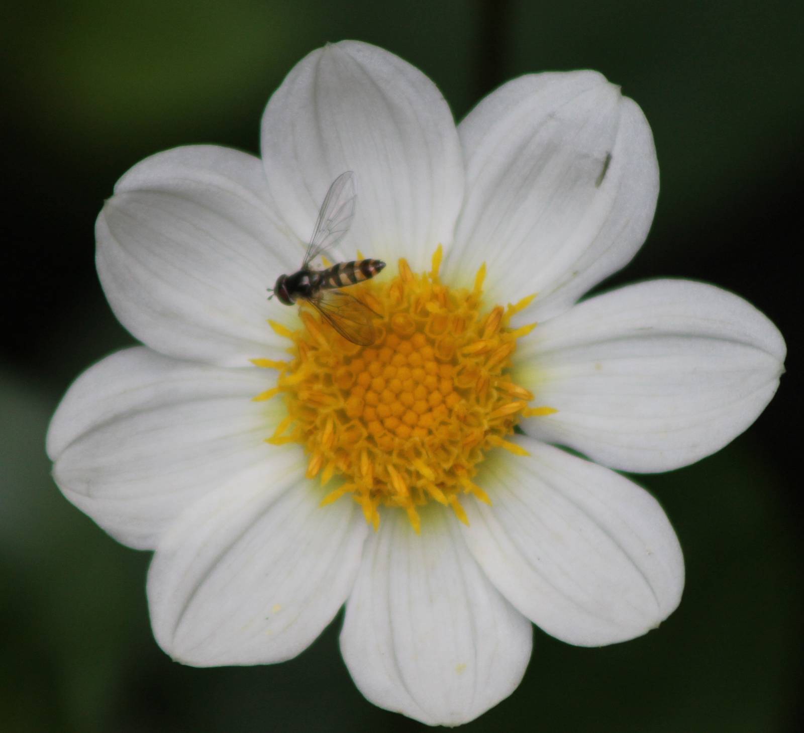 hover-fly  species