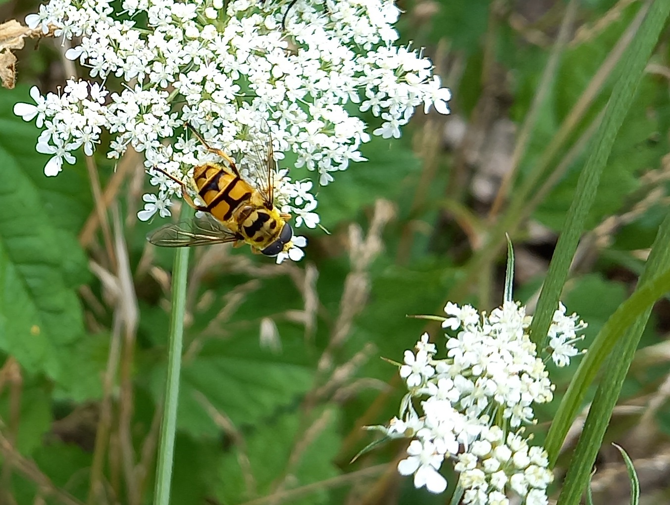 Hoverfly - Myathropa florea