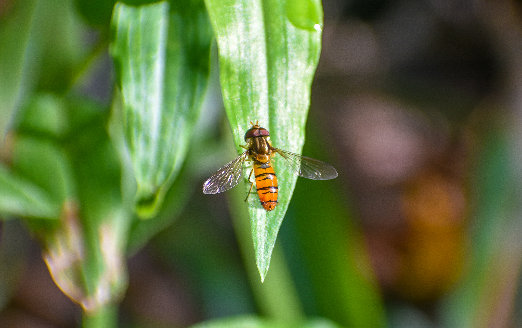 Hoverfly