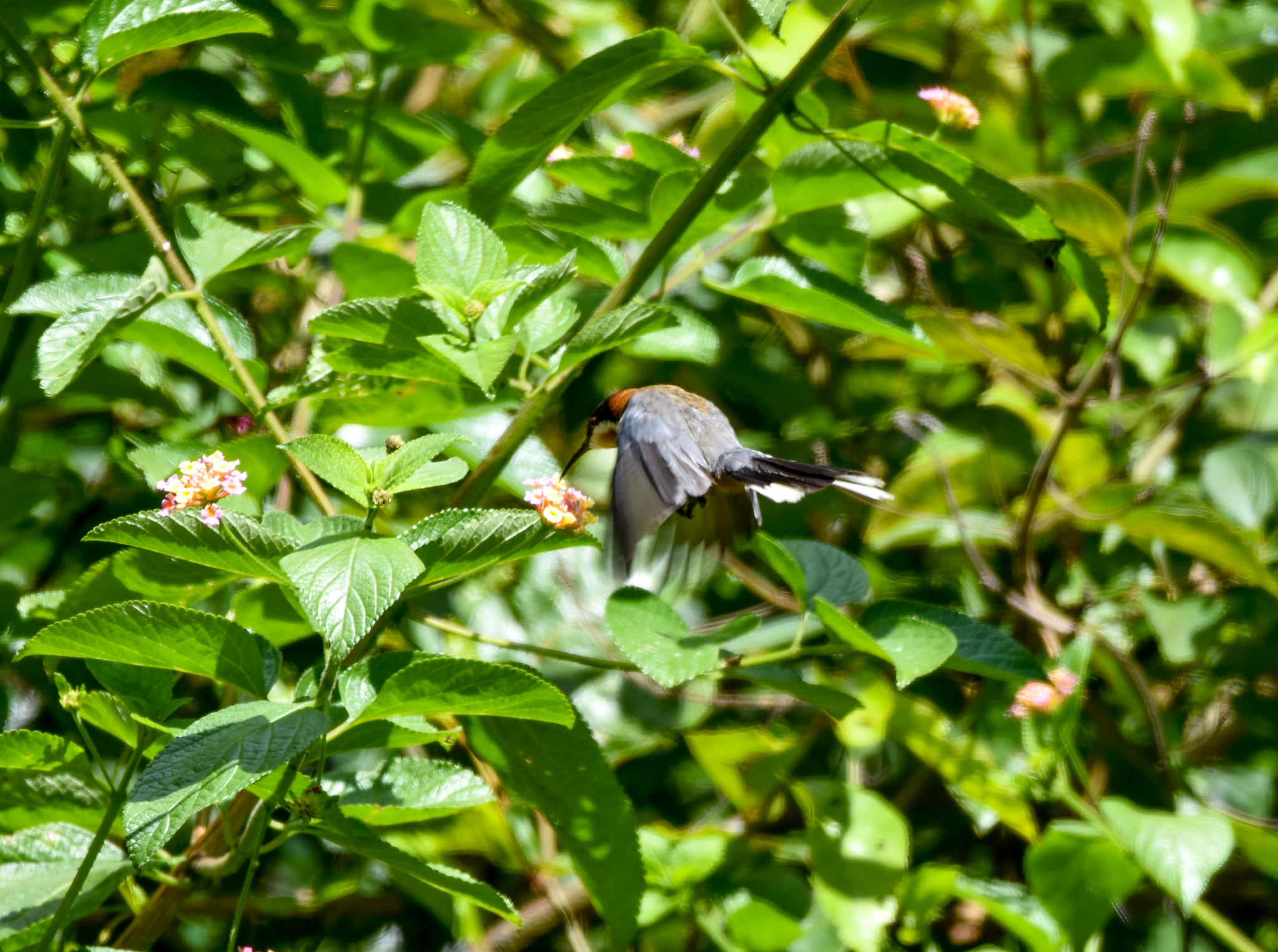 hovering Eastern Spinebill