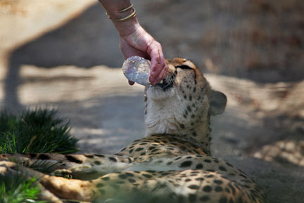 how a cheetah drinks