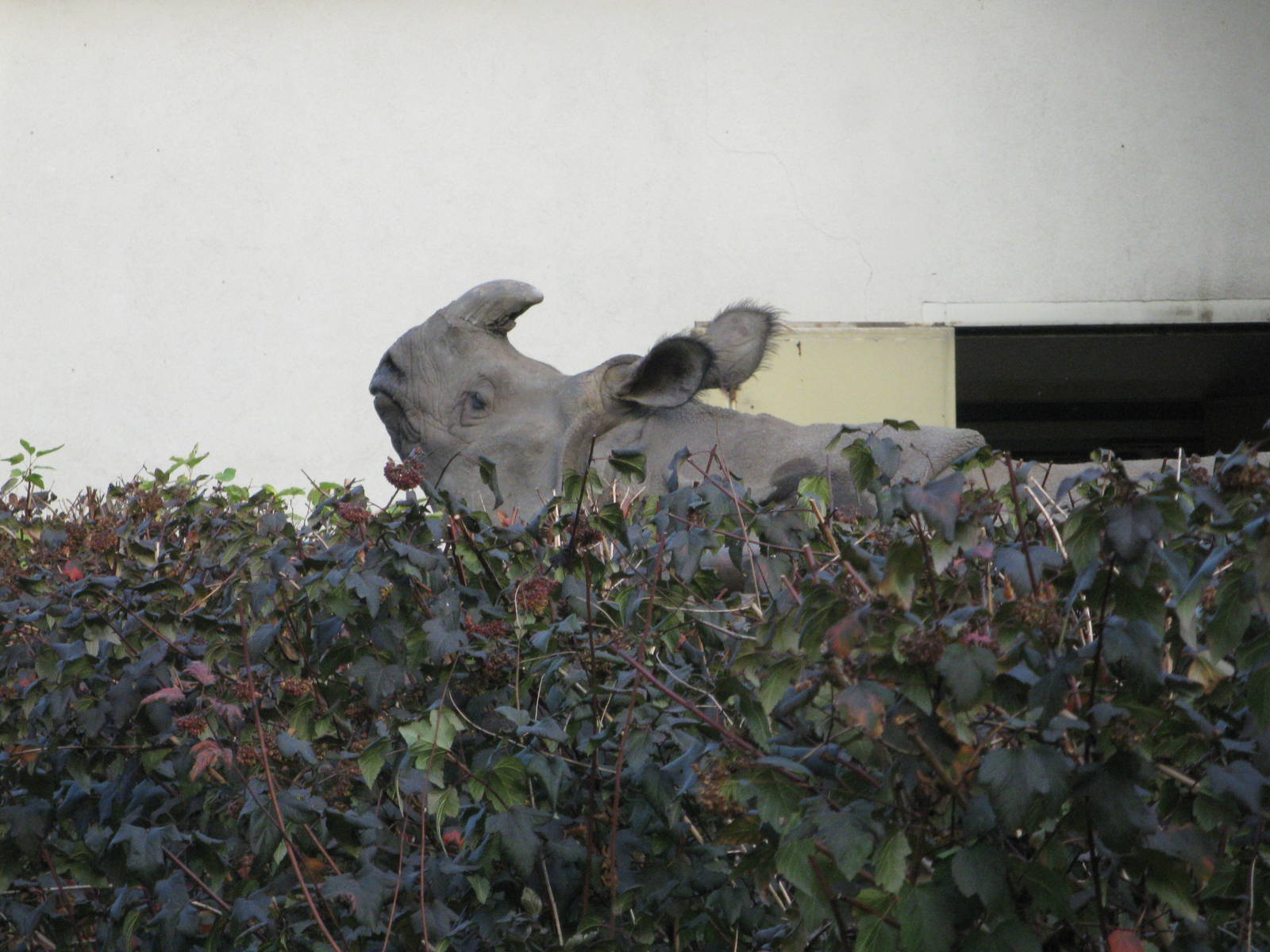 How are you, neighbour!