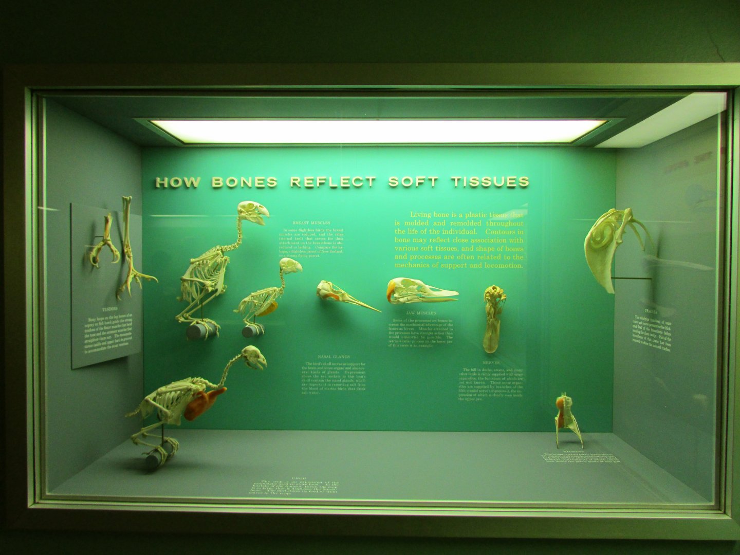 How Bird Bones Reflect Soft Tissues