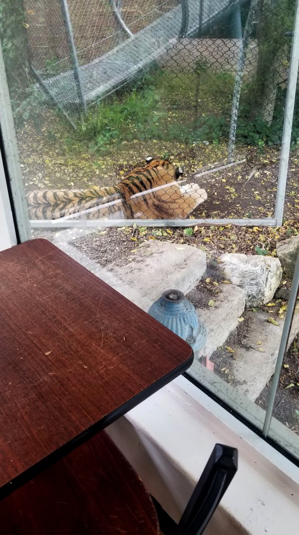 How close the tiger was to the dining area