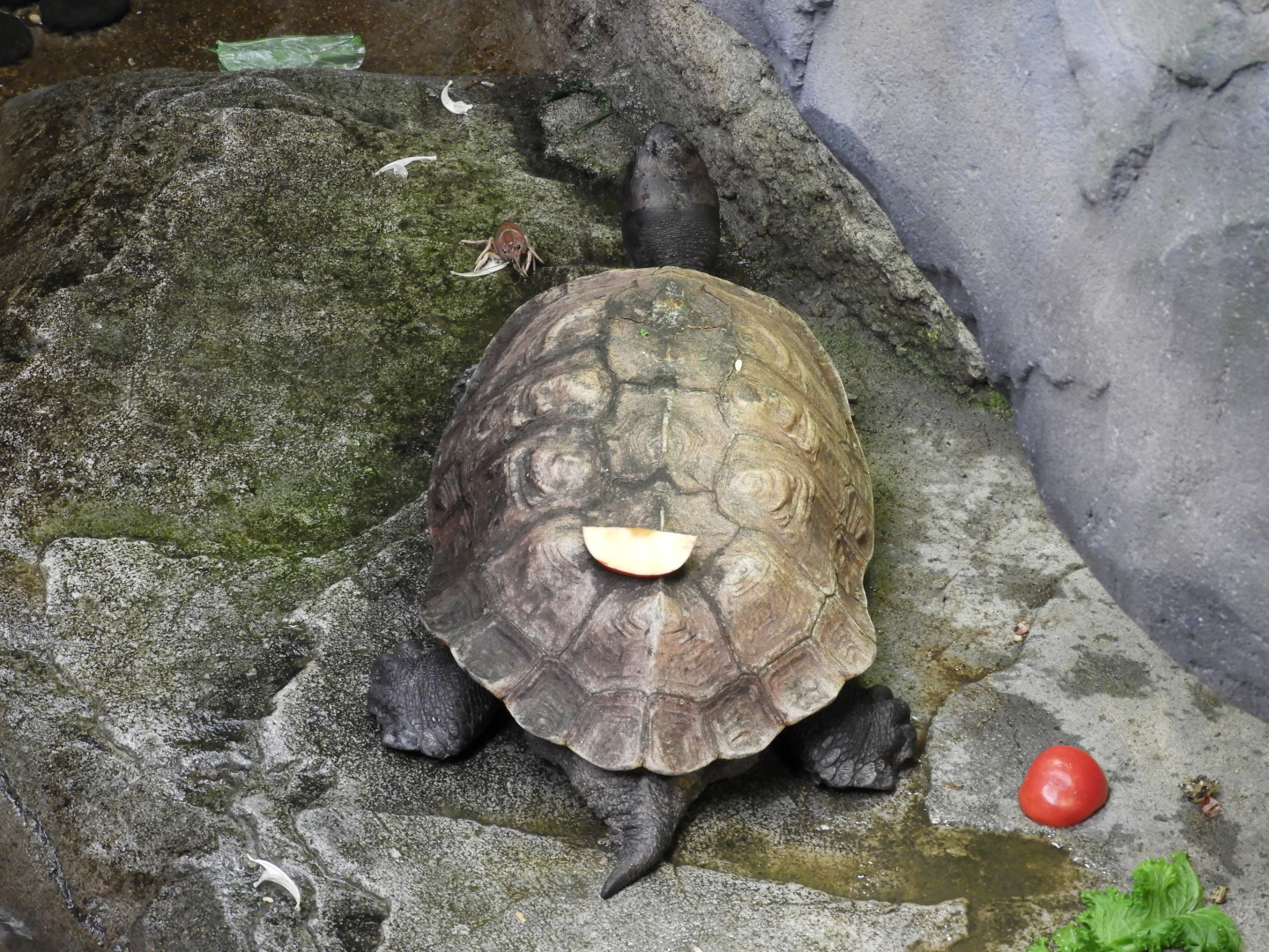 How did this apple get on my back?