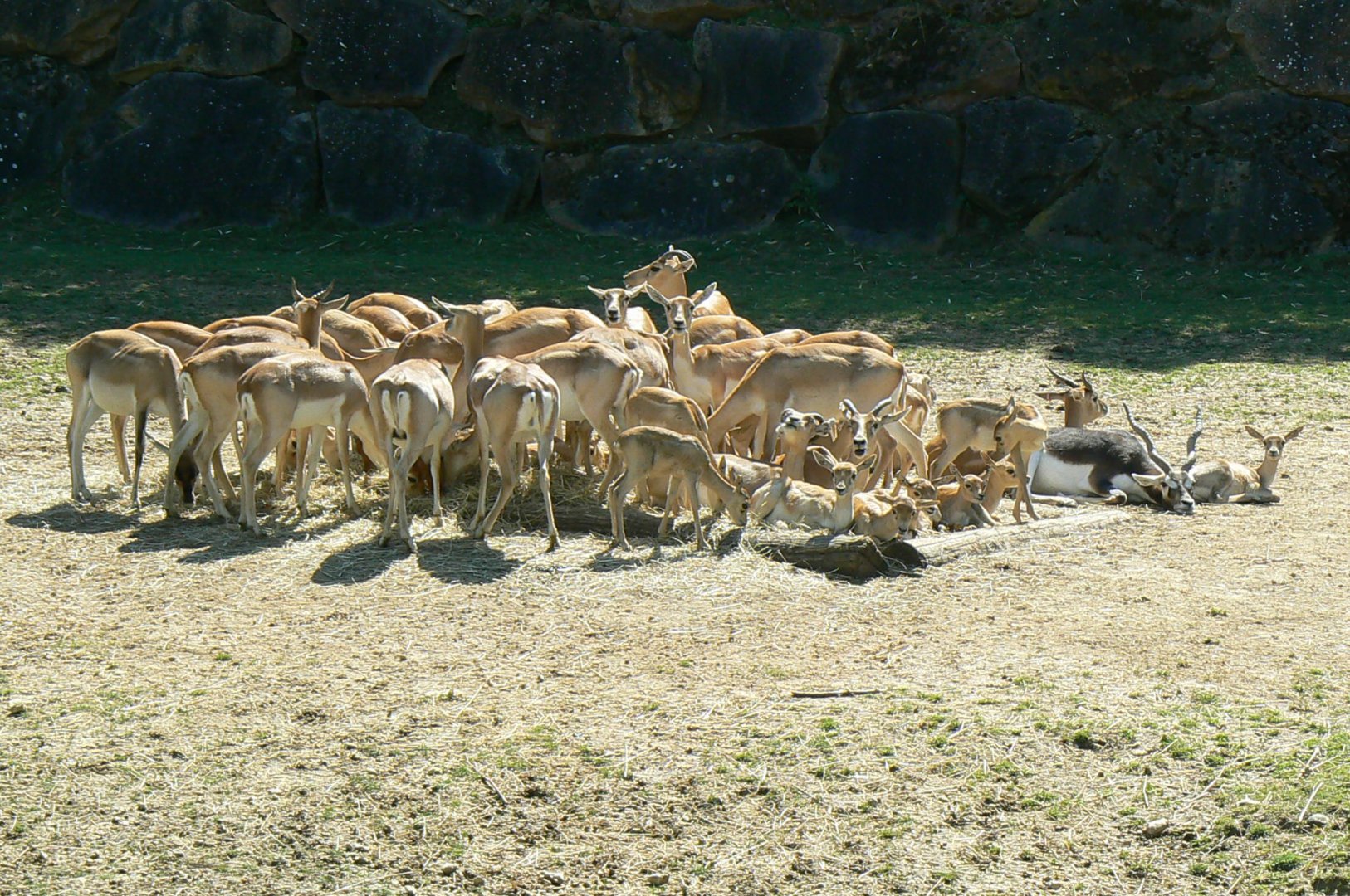 How many blackbucks on the photo ?