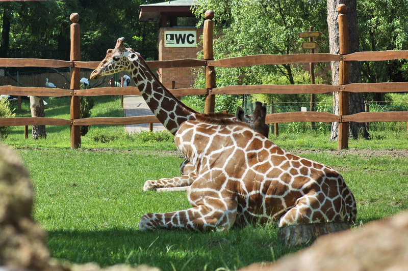 How many giraffes?? :-))