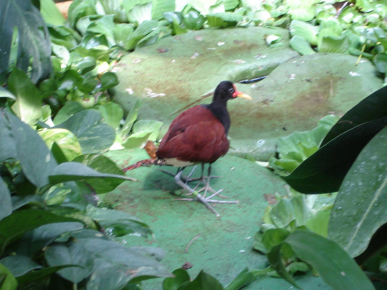 How many legs do you see?