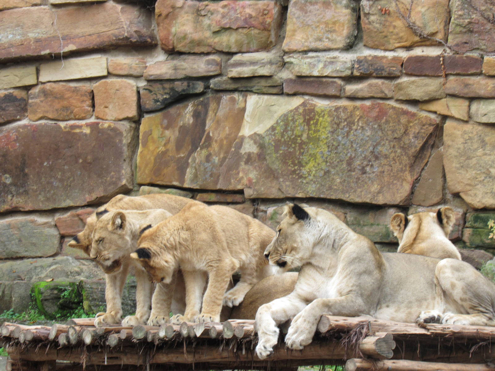 How Many Lions on One Platform?