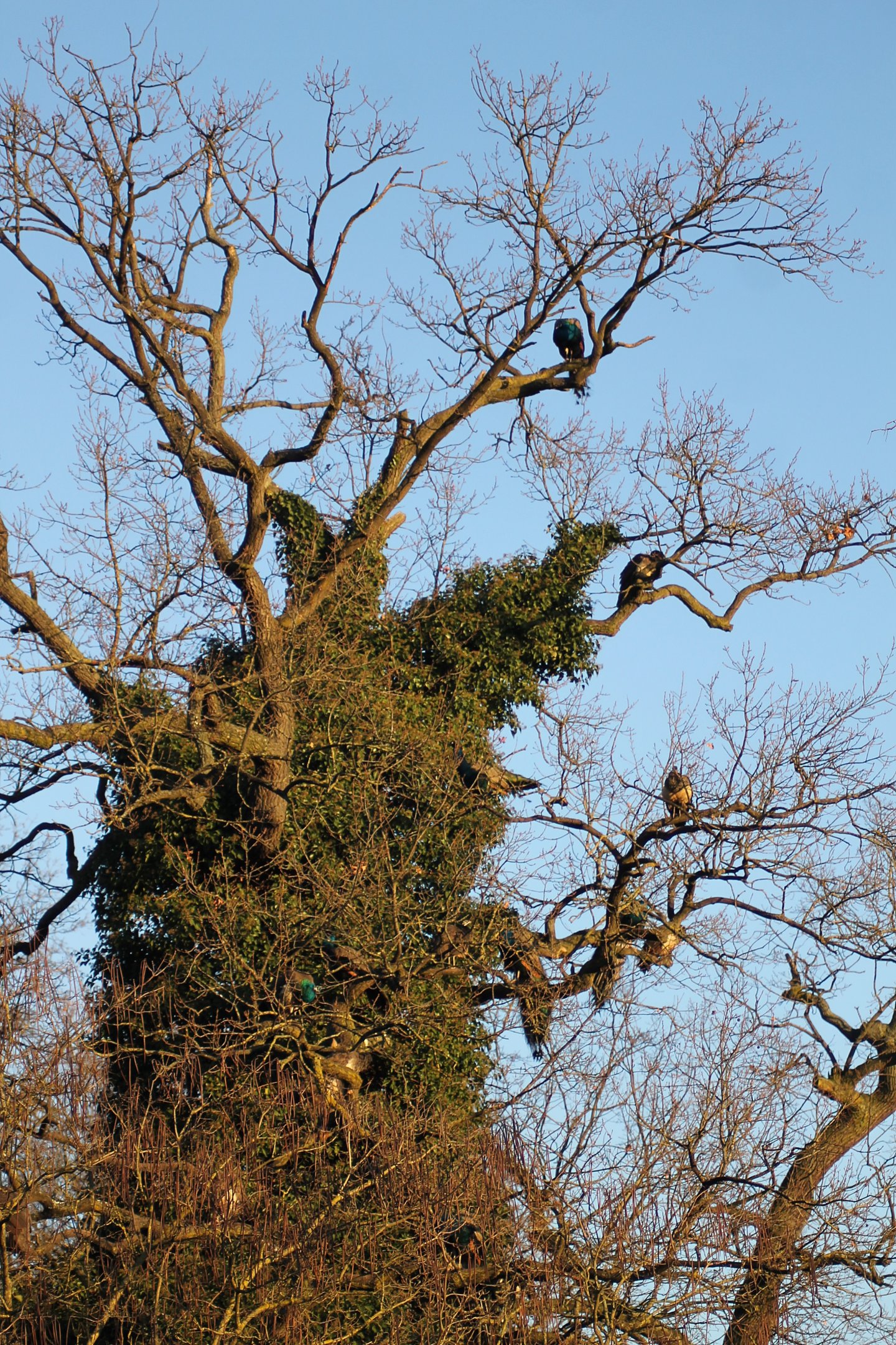 How many peafowls do you see?