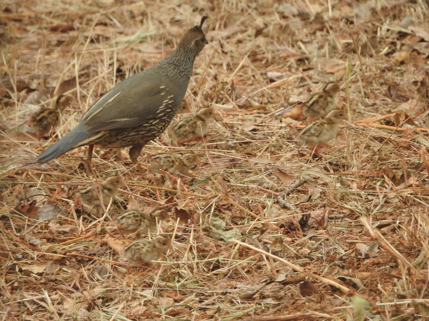 How many quail chicks