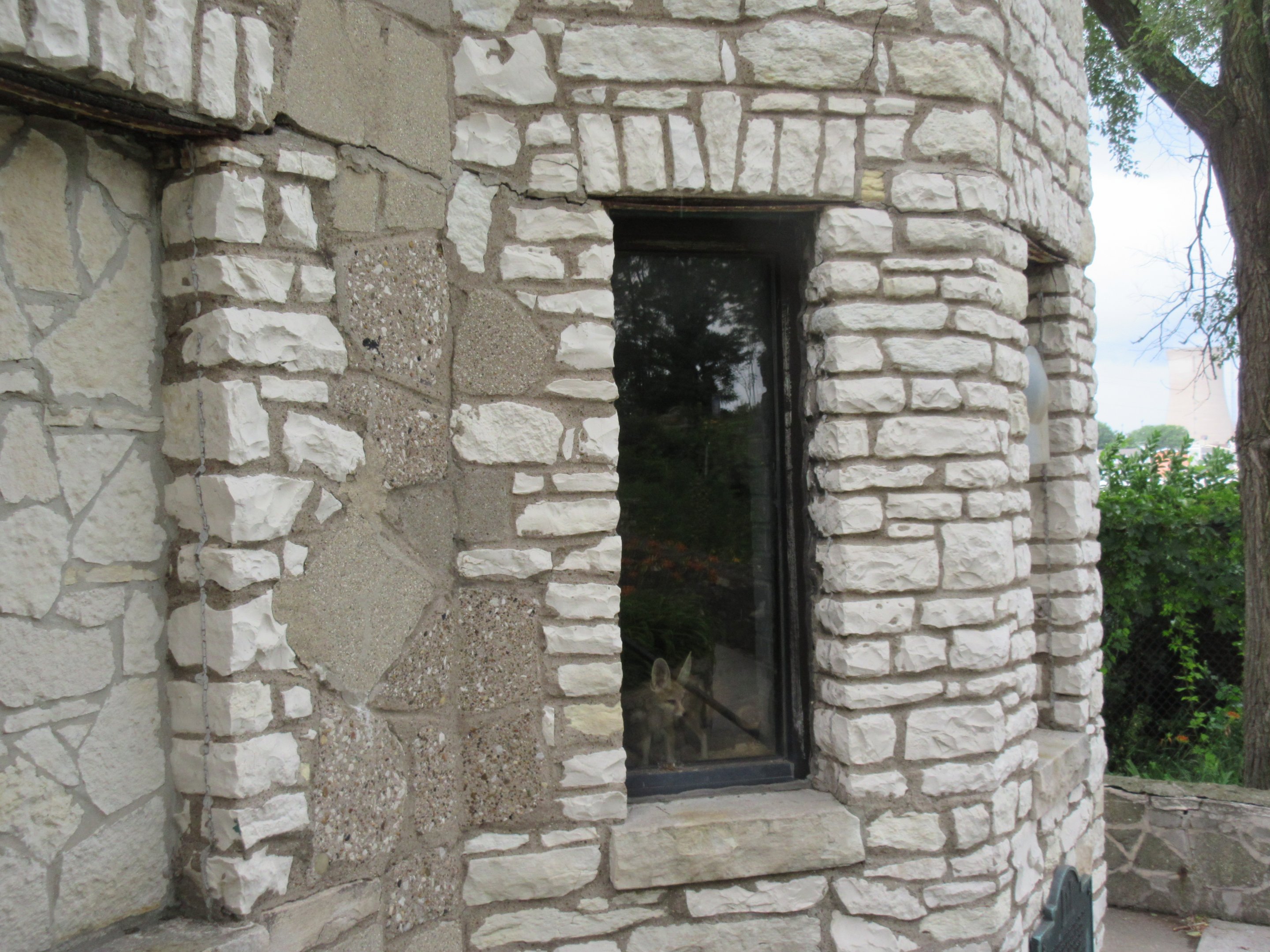 How much is that Fennec Fox in the window?