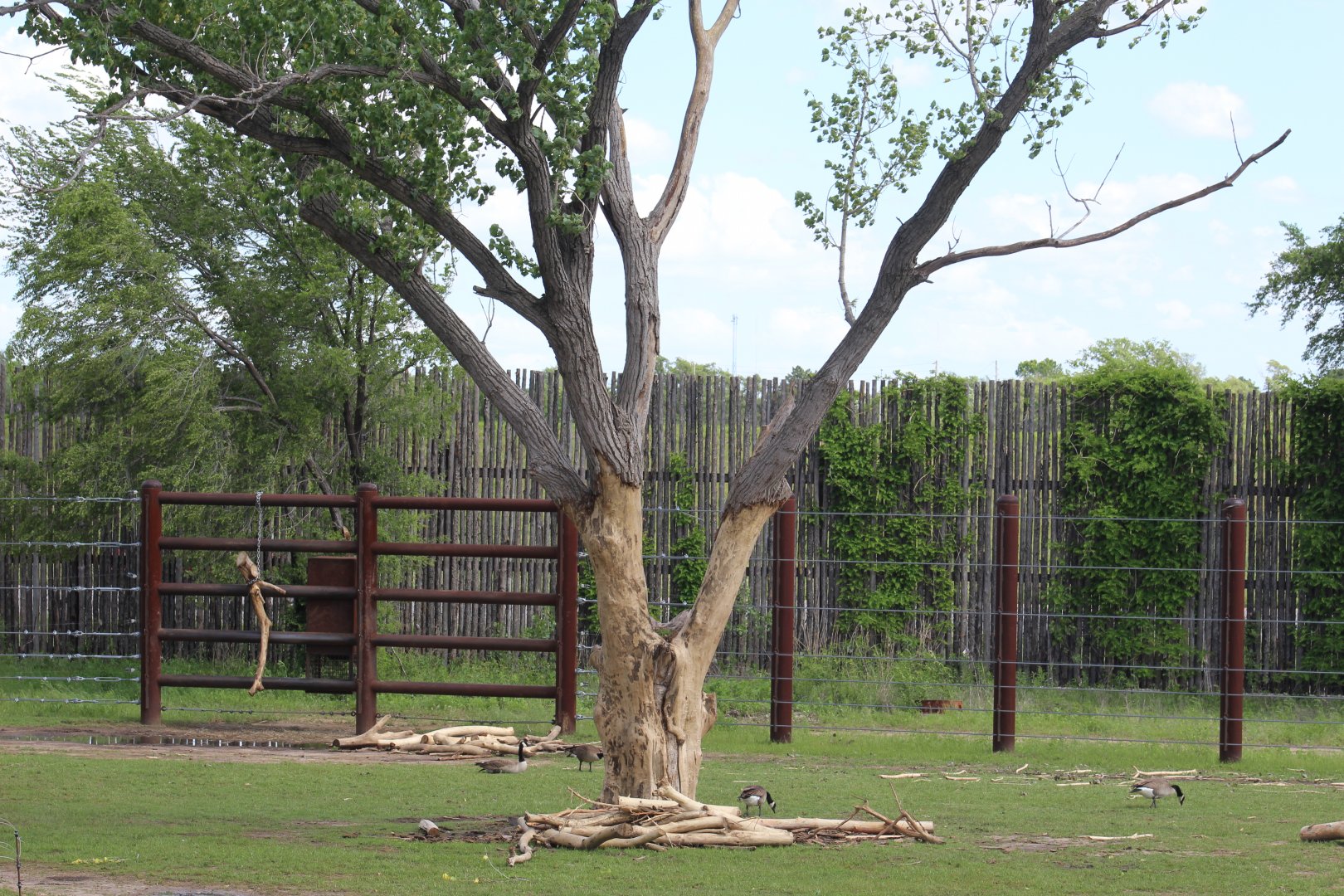 How Much Wood Would an Elephant Chuck...