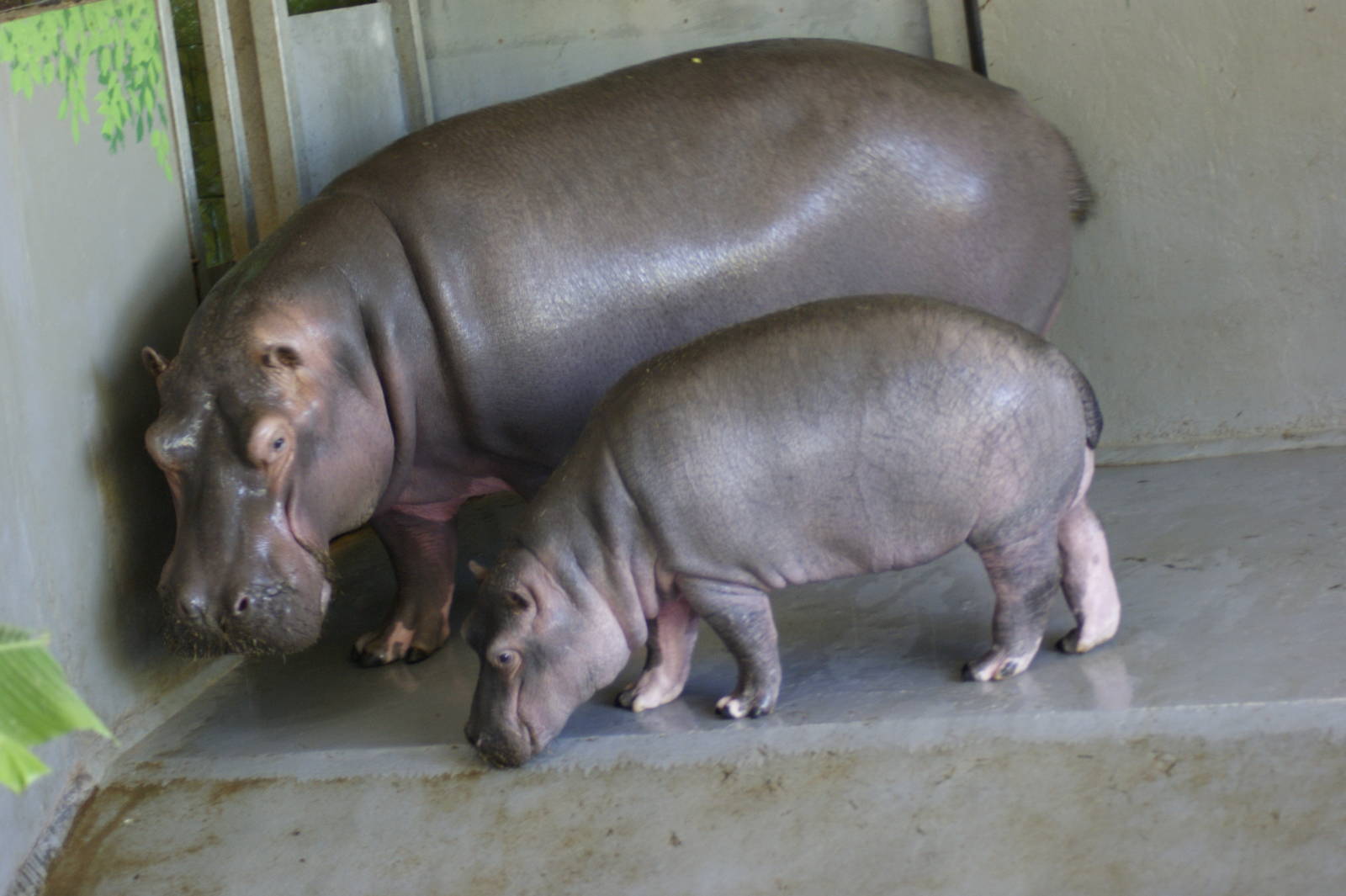 How quickly they grow :o)