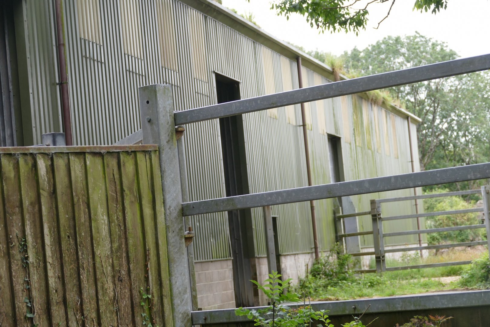 How tall is a giraffe? July 2020