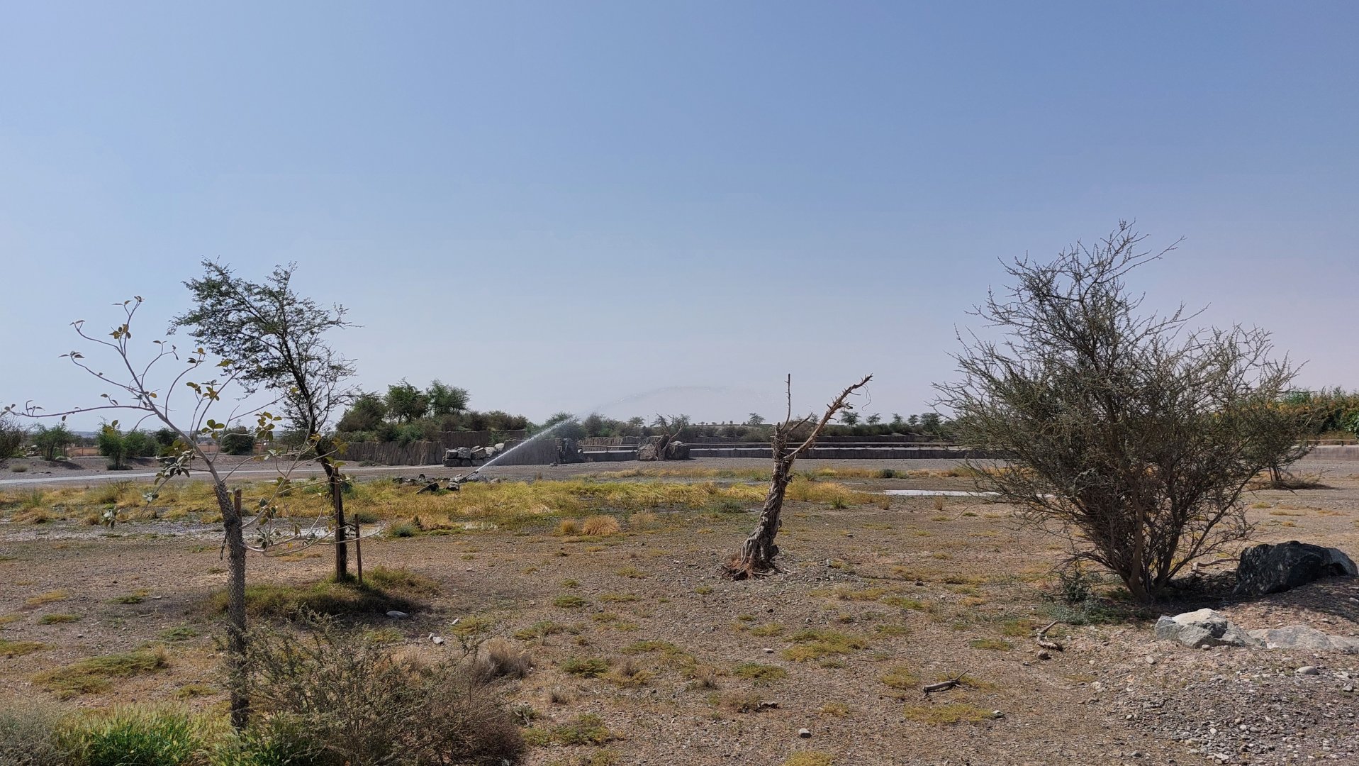 How the keep the plants alive