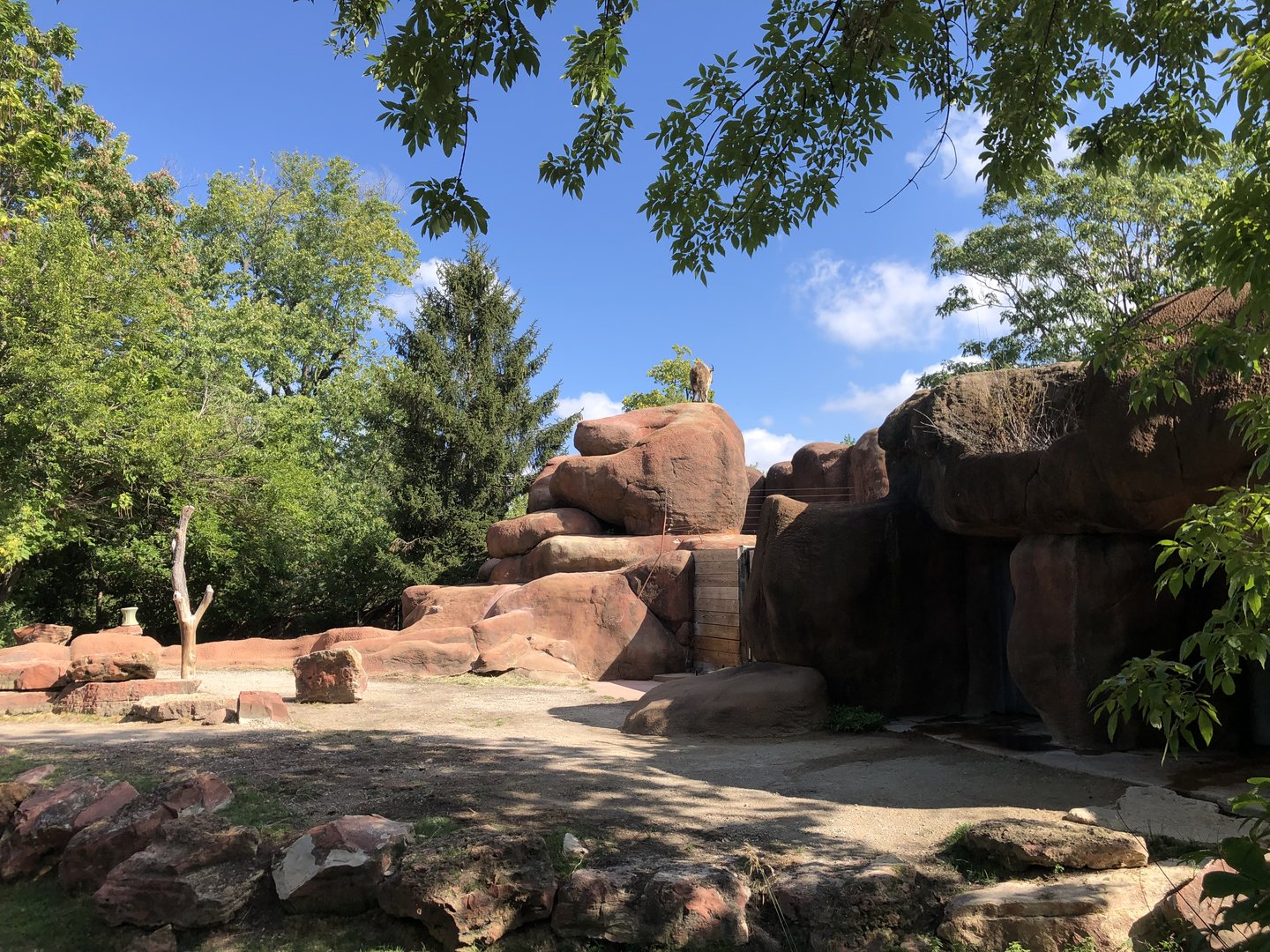 How the Takin Got Up There