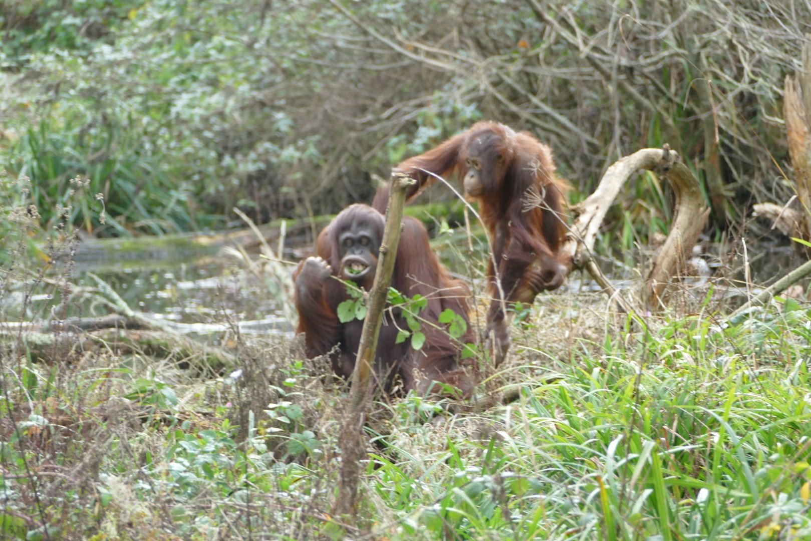 How to eat bramble leaves, Orangutan Island, December 2018