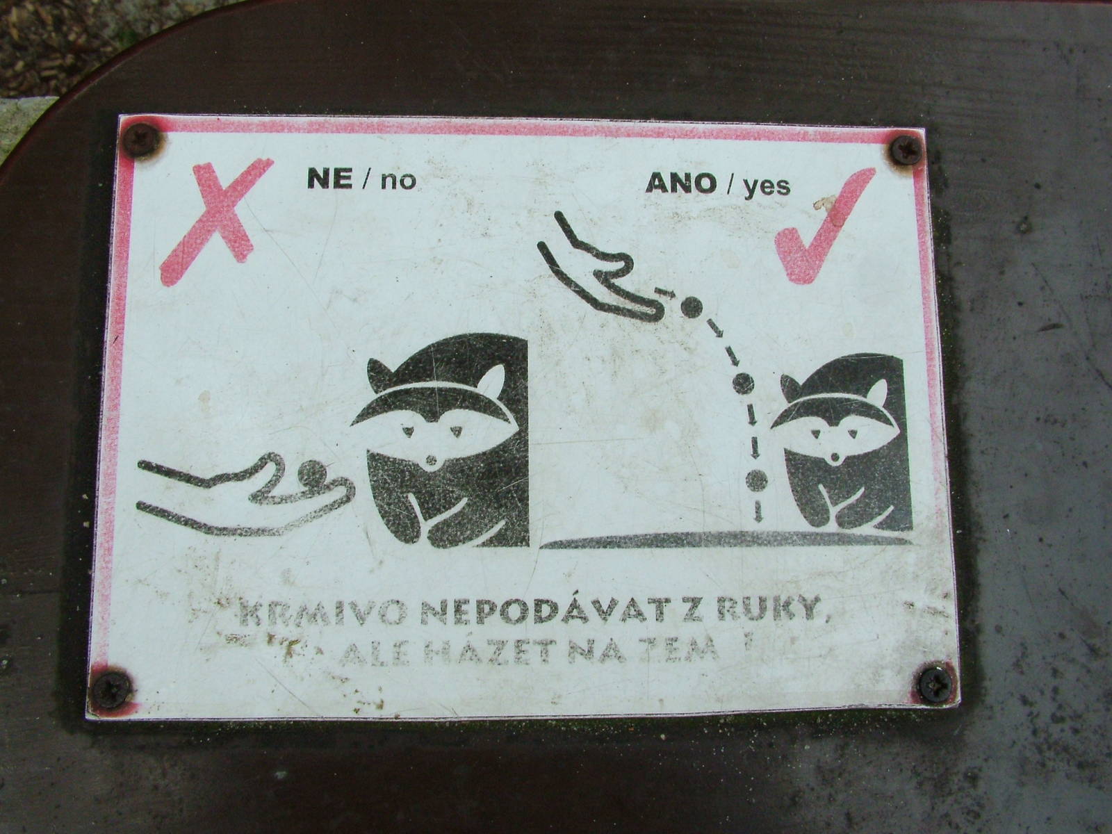 How to Feed a Raccoon Dog at Ostrava, 29/05/10