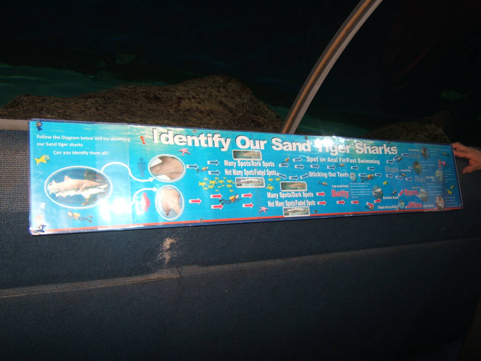 How to id the Sand Tiger Sharks