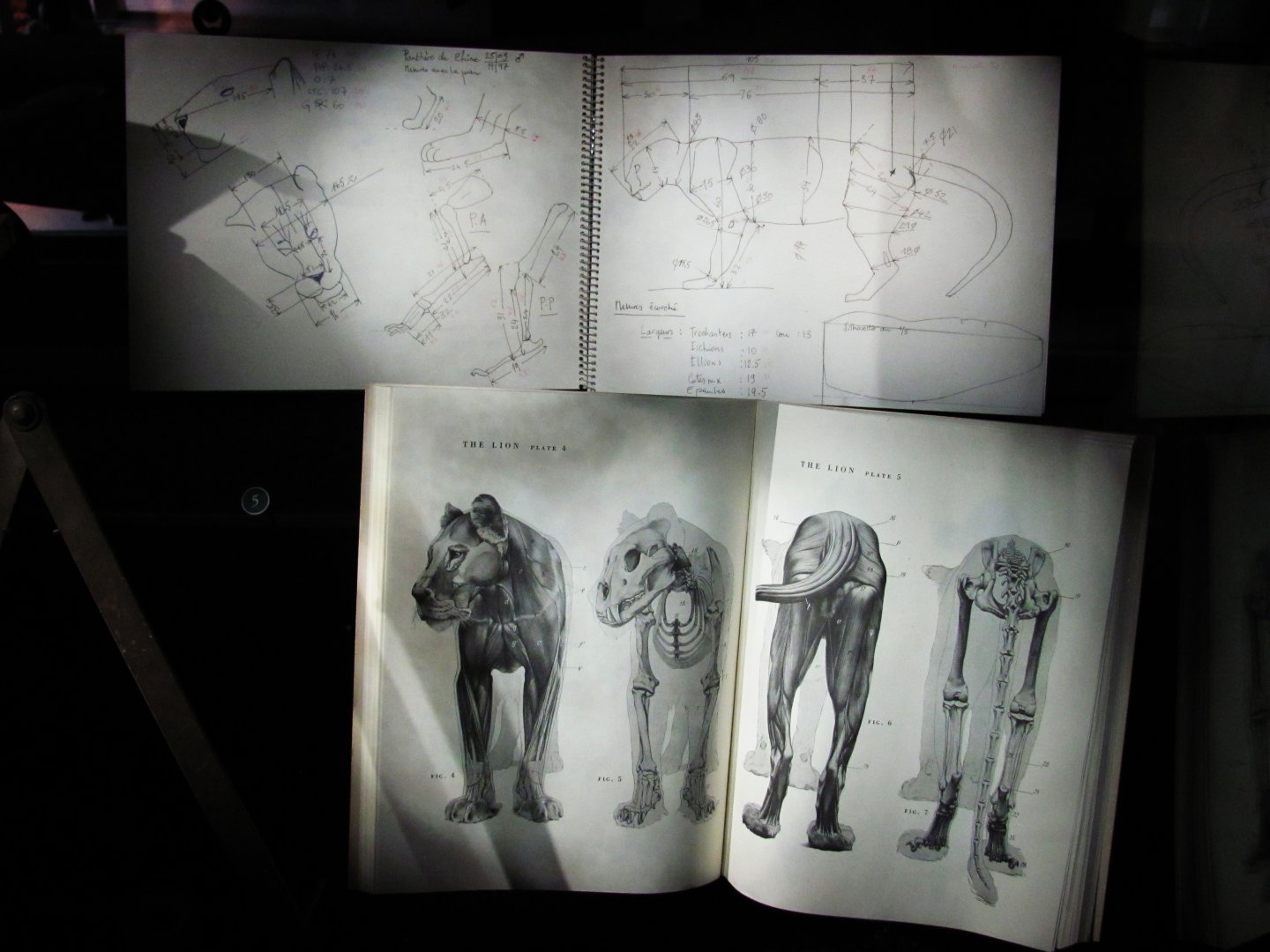 How To Mount A Leopard Part 1